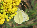 Бабочка-капустница на жёлтых цветах магонии. 
Размер: 700x564. 
Размер файла: 467.16 КБ