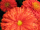 Garden chrysanthemums of red colour with rain drops. 
Size: 700x785. 
File size: 676,27 KB