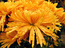 Yellow chrysanthemum Izetka Bernstein. 
Size: 700x525. 
File size: 465,66 KB