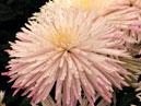 White flower with pink blend of chrysanthemum Dalystar. 
Size: 700x787. 
File size: 592,72 KB