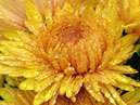 Yellow flowers of chrysanthemum Lorna Doone Salmonicolor. 
Size: 700x933. 
File size: 719,17 KB