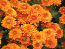 Flower-bed with chrysanthemums Nikitskaya Yubileinaya (Nikita Jubilee). 
Size: 700x933. 
File size: 942,03 KB