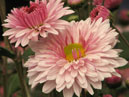 Chrysanthemums Ledy Di of Nikitsky botanical garden selection. 
Size: 700x841. 
File size: 477,76 KB