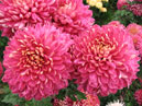 Two chrysanthemums Sedoy Baron (Grey-headed Baron). 
Size: 700x525. 
File size: 510,92 KB