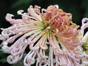 Chrysanthemum Gratsia (Grace). 
Size: 700x891. 
File size: 676,35 KB