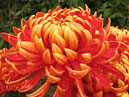 Fiery red chrysanthemum Jacob Lane. 
Size: 700x577. 
File size: 526,54 KB