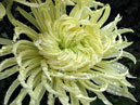 Flower of whitish chrysanthemum Export Sax. 
Size: 700x611. 
File size: 501,16 KB