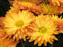 Two chrysanthemums Nikitskaya Osen