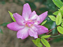 Отцветающая миниатюрная роза Бэби Бантинг (Baby Bunting). 
Размер: 700x824. 
Размер файла: 580.53 КБ