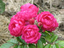 Чайно-гибридная роза Розовый Вальс. Селекция НБС. 
Размер: 700x882. 
Размер файла: 606.20 КБ