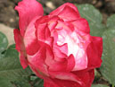 Красно-белая роза из коллекции НБС. 
Размер: 700x852. 
Размер файла: 556.34 КБ