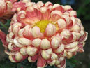 Curly chrysanthemum Skazka (Fairy Tale). 
Size: 700x884. 
File size: 685,40 KB