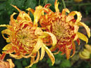 Two chrysanthemums Dark Flame Soft Gold (translation from Japanese). 
Size: 700x519. 
File size: 496,17 KB