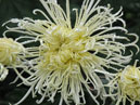 White chrysanthemum Lebedinaya Pesnya (Swan Song). 
Size: 700x823. 
File size: 623,26 KB