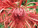 Chrysanthemum Phoenix Palace in Indented Clouds (translation from Japanese). 
Size: 700x525. 
File size: 425,71 KB