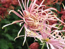 Two chrysanthemums Spring Dawn at Su-Ti Dam (translation from Japanese). 
Size: 700x934. 
File size: 682,96 KB