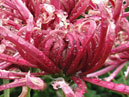 Flowers of chrysanthemum Purpurnaja Luna (Purple Moon - translation from Japanese). 
Size: 700x912. 
File size: 801,33 KB