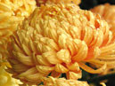 Pale orange chrysanthemums Su-Ling. 
Size: 700x933. 
File size: 734,08 KB