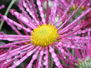 Garden chrysanthemum Pautinka (Spider Line). 
Size: 700x571. 
File size: 482,37 KB