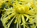 Yellow chrysanthemum Pust