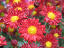 Ярко-красные садовые хризантемы Аллегро (Allegro). 
Размер: 700x525. 
Размер файла: 449.19 КБ