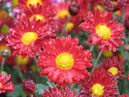 Rich-red garden chrysanthemums Allegro. 
Size: 700x525. 
File size: 449,19 KB