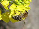 Пчела на цветке сурепки. 
Размер: 700x793. 
Размер файла: 471.79 КБ
