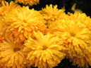 Orange flowers of chrysanthemum Bornholm. 
Size: 700x525. 
File size: 442,40 KB