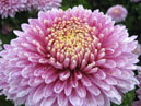 Chrysanthemum Cassandra close-up. 
Size: 700x546. 
File size: 447,31 KB