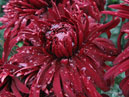 Striking chrysanthemums William Seward. 
Size: 700x933. 
File size: 709,43 KB