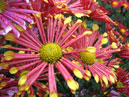 Chrysanthemum Biarritz Yellow. 
Size: 700x525. 
File size: 476,90 KB