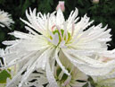 Snow-white chrysanthemum with greenish center. Sort Yan