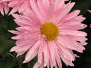 Two pink chrysanthemums Erlik. 
Size: 700x901. 
File size: 691,28 KB