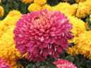 Chrysanthemum Sedoy Baron (Grey-headed Baron) surrounded by yellow chrysanthemums Bornholm. 
Size: 700x916. 
File size: 684,63 KB