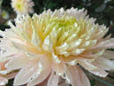 Chrysanthemum Pink Flamingo. 
Size: 700x933. 
File size: 673,80 KB