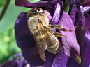 Пчела на фиолетовом цветке аквилегии. 
Размер: 700x895. 
Размер файла: 538.30 КБ