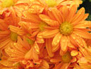 Orange chrysanthemums Reagan. 
Size: 700x933. 
File size: 743,03 KB