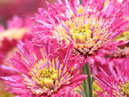 Bright pink chrysanthemums Shurt. 
Size: 700x933. 
File size: 697,17 KB