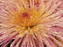 Two flowers of chrysanthemum Enzett Dilana Rosa. 
Size: 700x933. 
File size: 826,09 KB