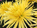 Yellow chrysanthemum Anastasia Sun. 
Size: 700x880. 
File size: 746,33 KB