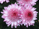 Two chrysanthemums Rozovie Mechty (translation from Russian: Pink Dreams). 
Size: 700x541. 
File size: 466,38 KB