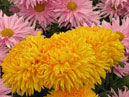 Chrysanthemums Zolotoy Elf (translated from Russian - Golden Elf) and Erlick. 
Size: 700x816. 
File size: 640,00 KB