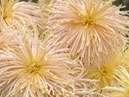 Chrysanthemums Rayonnant Bronze. 
Size: 700x933. 
File size: 786,74 KB