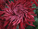 Twisted flower of chrysanthemum William Seward. 
Size: 700x940. 
File size: 696,24 KB