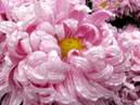 Pink chrysanthemum Khaltsedon (translated from Russian - Chalcedony). 
Size: 700x888. 
File size: 682,43 KB