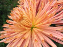 Chrysanthemum Anastasia Bronze close-up. 
Size: 700x933. 
File size: 779,47 KB