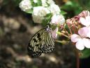 Черно-белая бабочка Idea Leuconoe на цветке. 
Размер: 700x525. 
Размер файла: 331.51 КБ