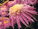 Flower of chrysanthemum Ami Paulette. 
Size: 700x525. 
File size: 443,06 KB