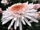 Цветок хризантемы Элеонора Уайт (Eleanor White). 
Размер: 700x525. 
Размер файла: 386.19 КБ
