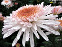 Flower of chrysanthemum Eleanor White. 
Size: 700x525. 
File size: 386,19 KB